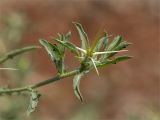 genus Centaurea