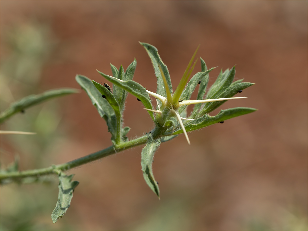 Image of familia Asteraceae specimen.