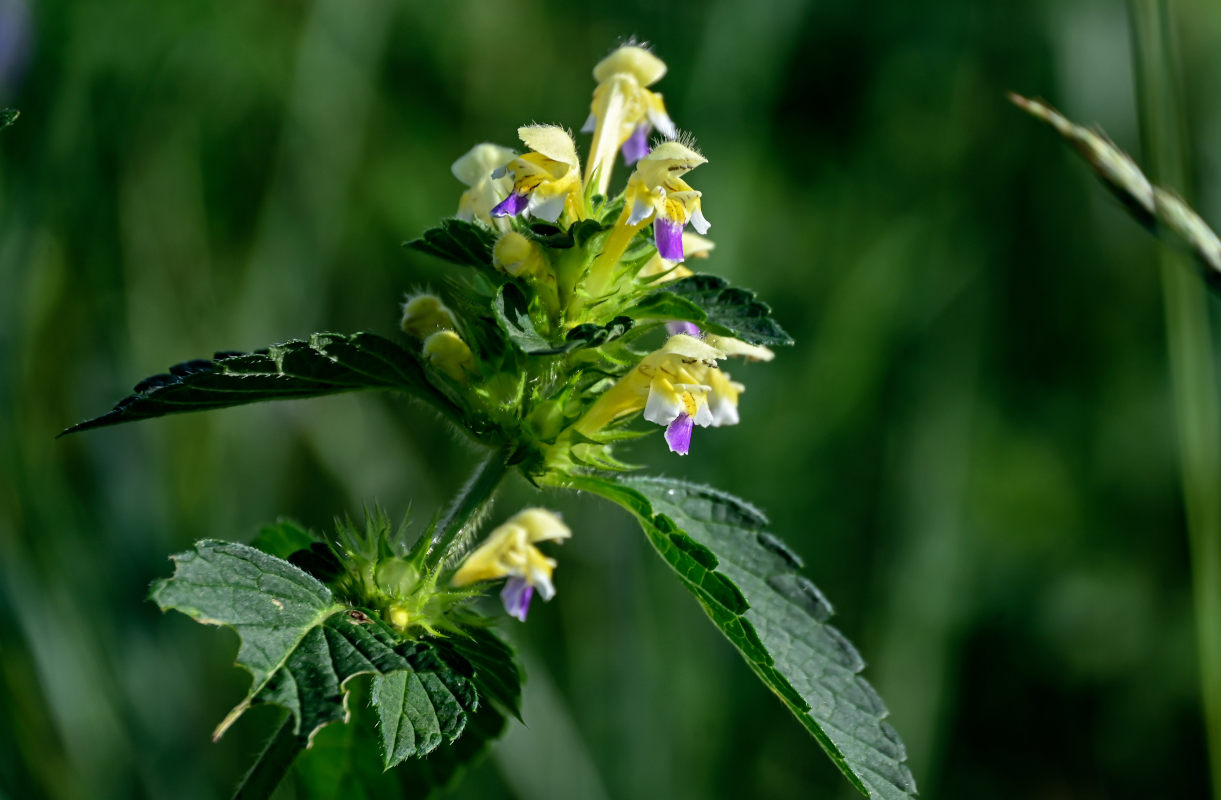 Изображение особи Galeopsis speciosa.