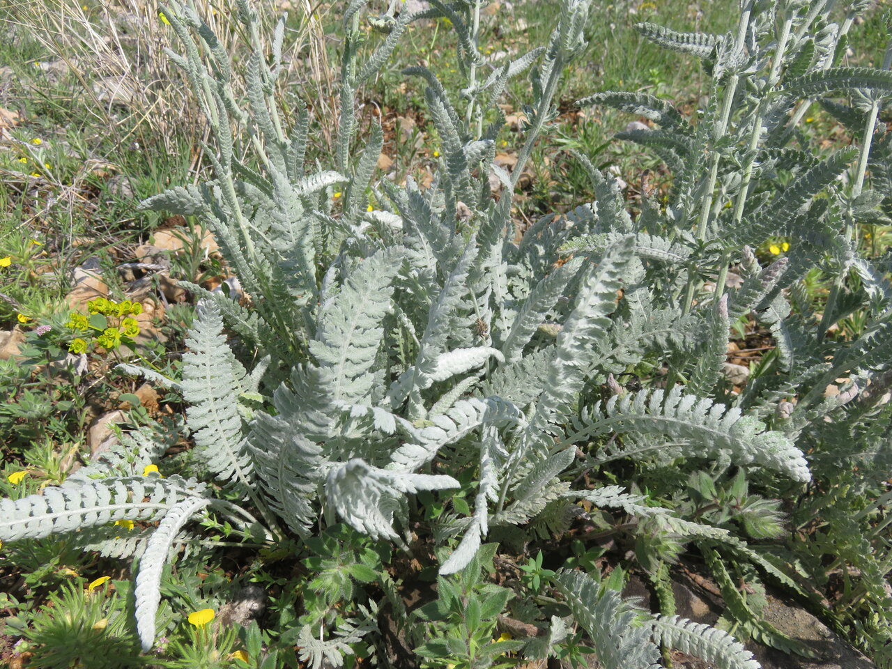 Image of Achillea clypeolata specimen.