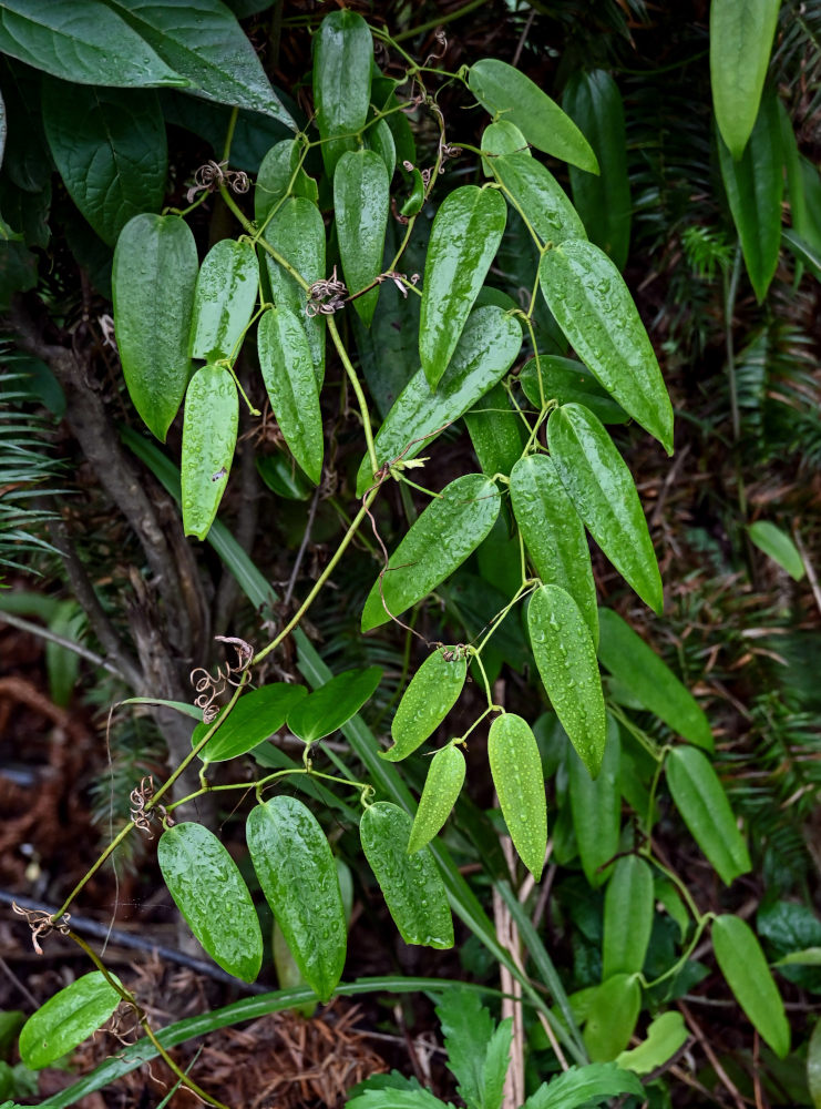 Изображение особи Smilax glabra.