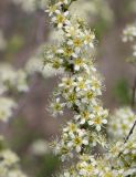 Spiraea hypericifolia