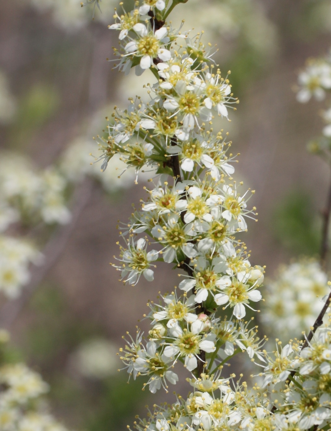 Изображение особи Spiraea hypericifolia.