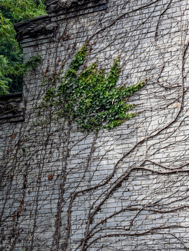 Image of Parthenocissus tricuspidata specimen.