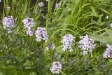 Cardamine macrophylla. Верхушки цветущих растений. Бурятия, Северобайкальский р-н, пойма р. Давше, влажный разнотравный луг. 09.07.2024.