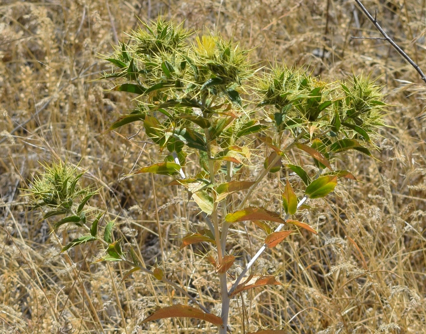 Изображение особи Carthamus oxyacanthus.