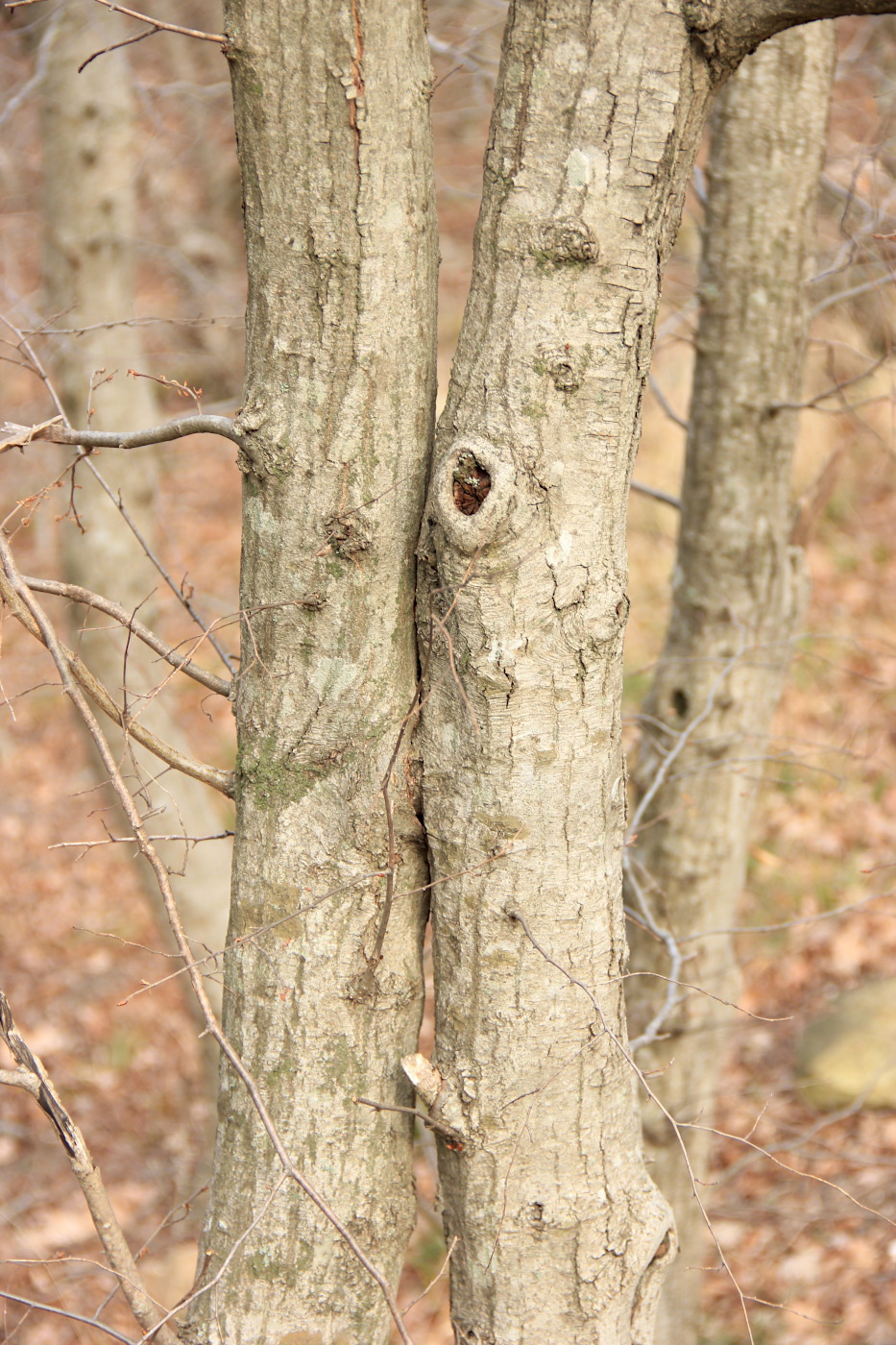 Изображение особи Carpinus orientalis.