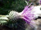 familia Asteraceae