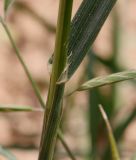 Смотреть изображение Ceratochloa cathartica