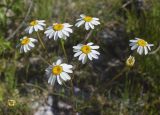 View full-size image Pyrethrum corymbosum