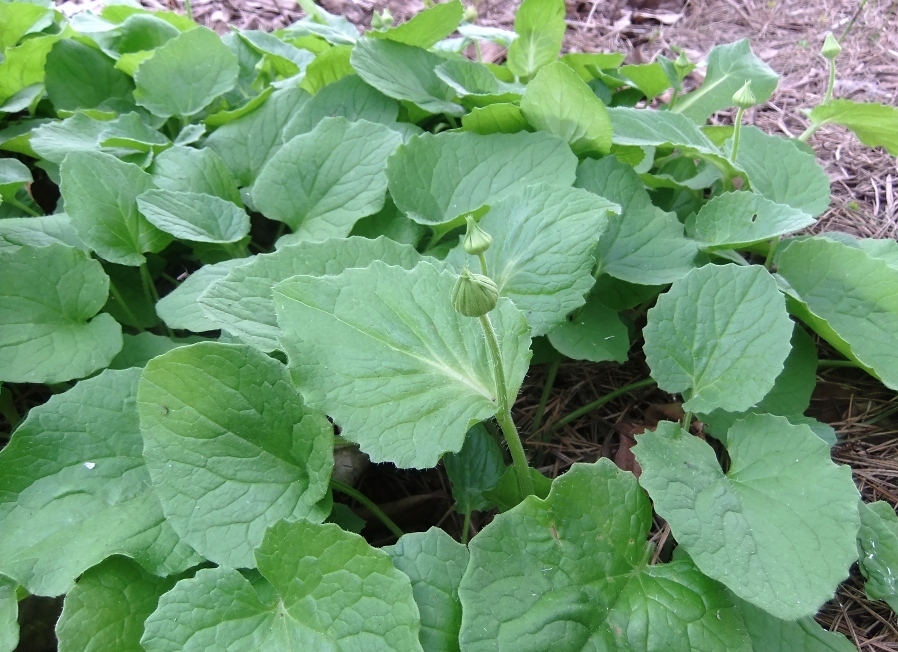 Image of Doronicum orientale specimen.