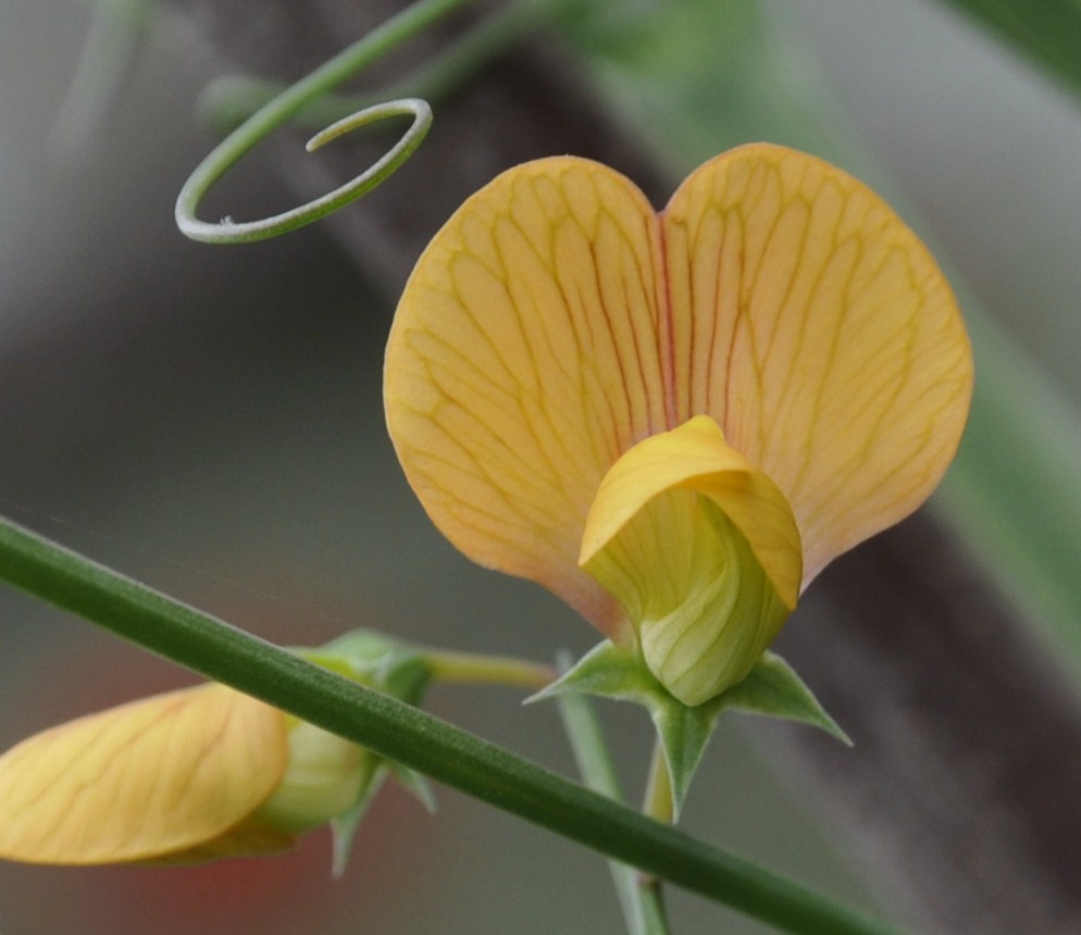 Изображение особи Lathyrus annuus.