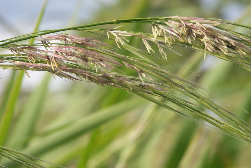 Image of Zizania latifolia specimen.