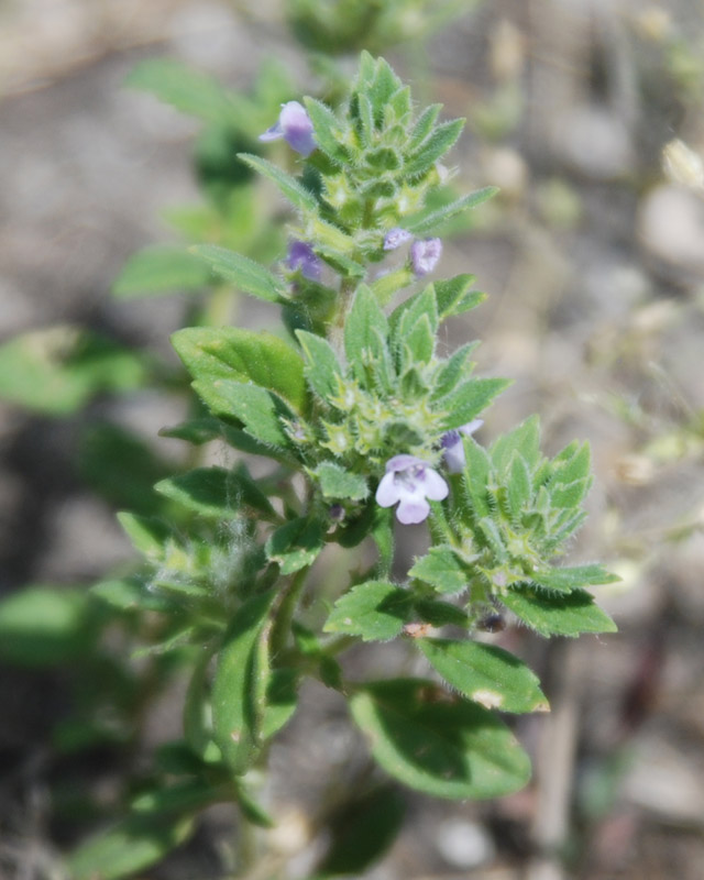 Изображение особи Ziziphora villosa.