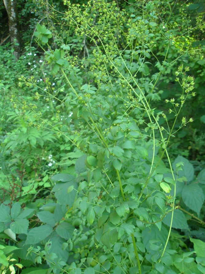 Image of Thalictrum flavum specimen.