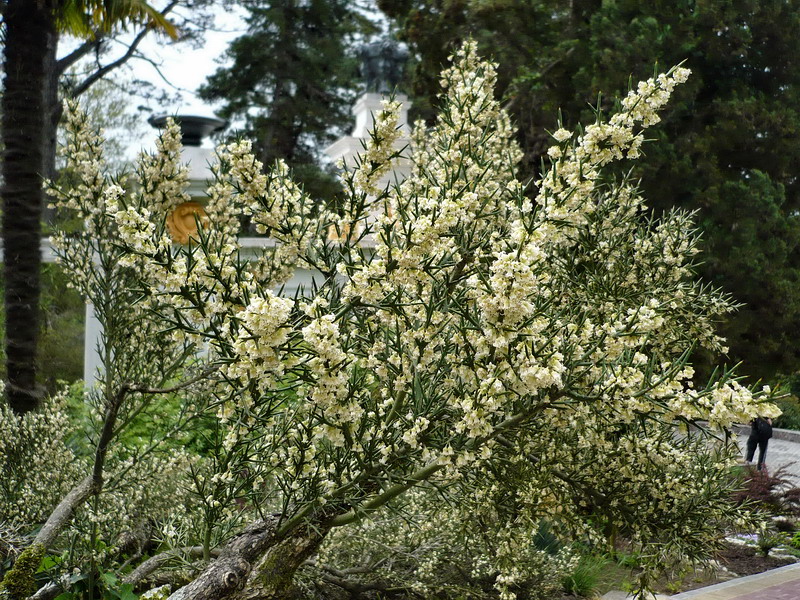 Изображение особи Colletia spinosissima.