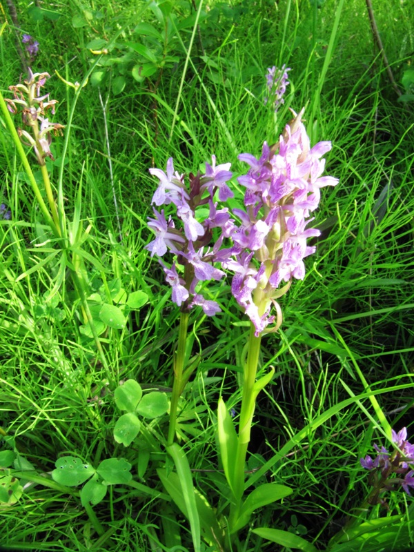 Image of Dactylorhiza incarnata specimen.