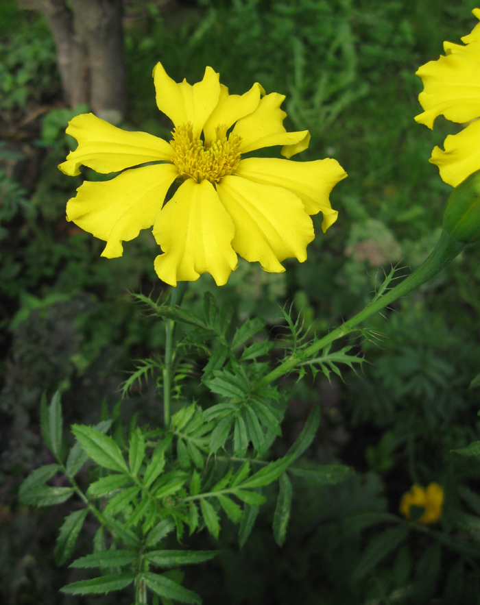 Image of Tagetes erecta specimen.