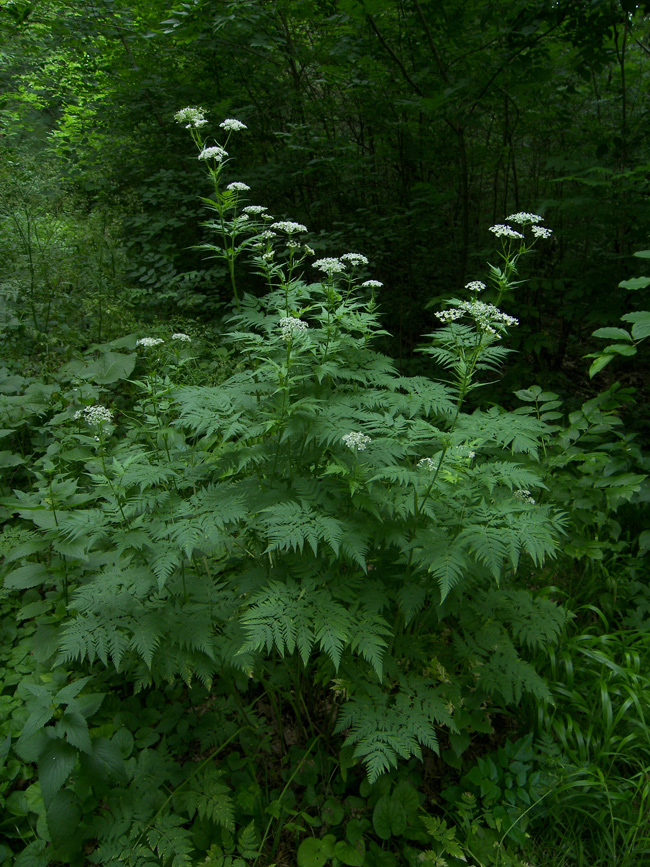 Изображение особи Anthriscus sylvestris.