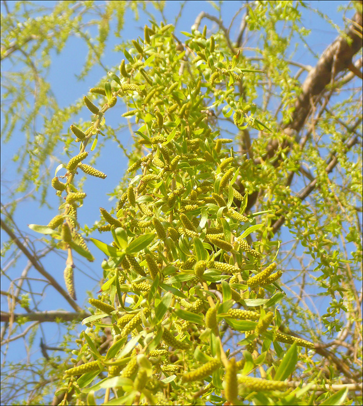 Image of Salix &times; sepulcralis specimen.