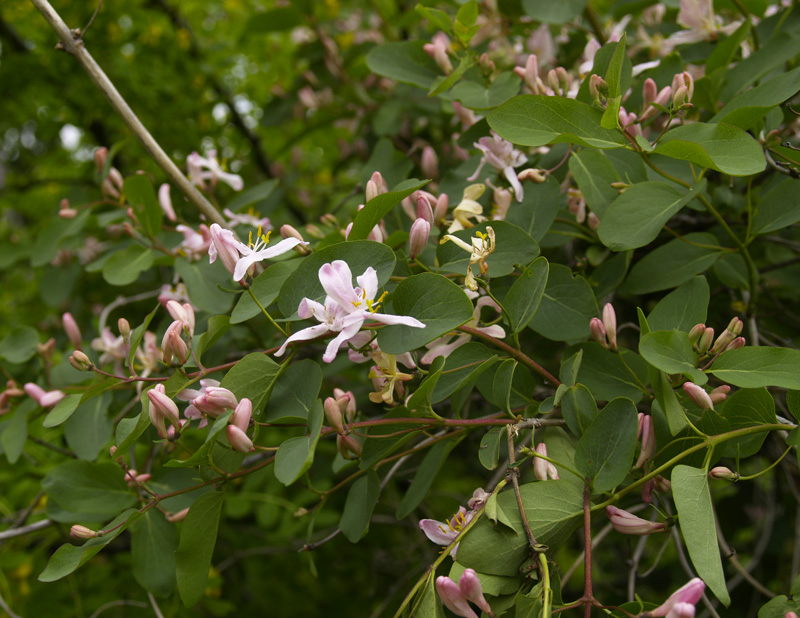 Изображение особи Lonicera tatarica.