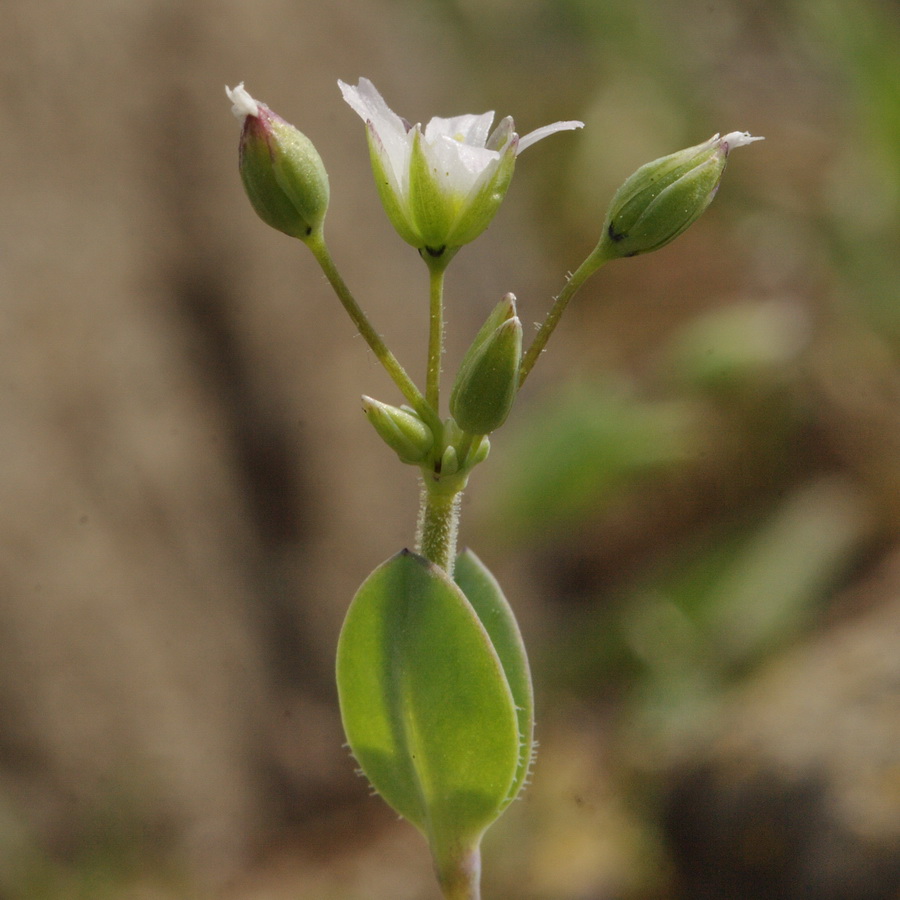 Image of Holosteum umbellatum specimen.