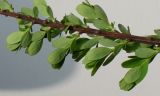Spiraea nipponica. Часть ветки с молодыми побегами (вид на листья с нижней стороны). Германия, г. Кемпен, в культуре. 14.04.2012.