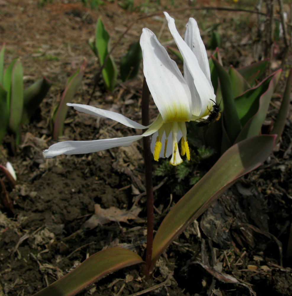 Image of Erythronium krylovii specimen.