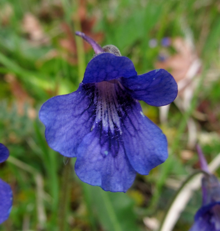 Image of Pinguicula grandiflora specimen.