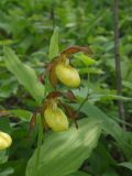 Cypripedium calceolus