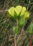 Potentilla semilaciniosa. Цветок снизу. Крым, южный берег, гора Кастель. 31 мая 2012 г.