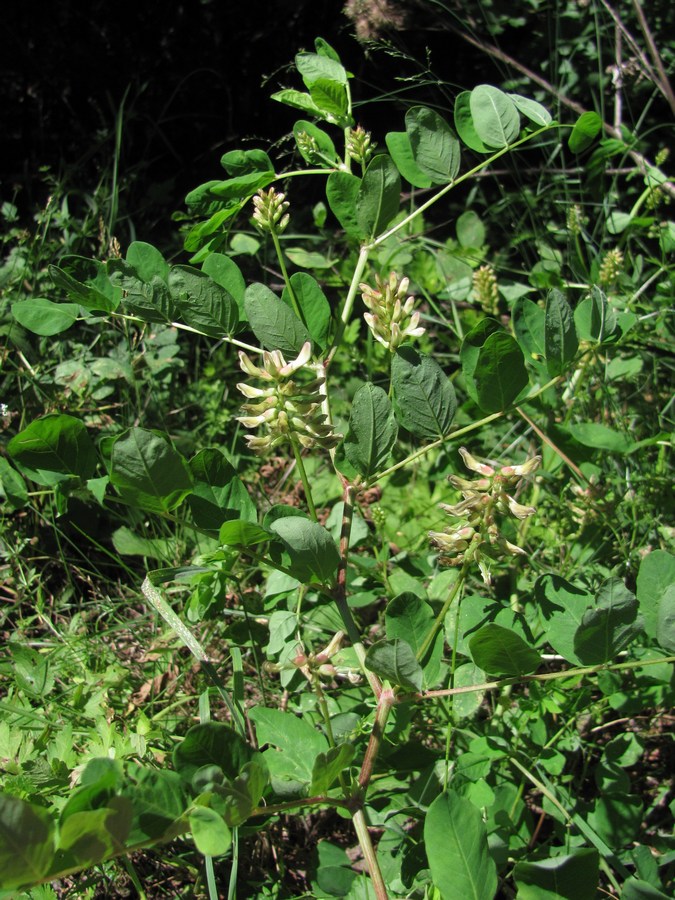 Image of Astragalus glycyphyllos specimen.