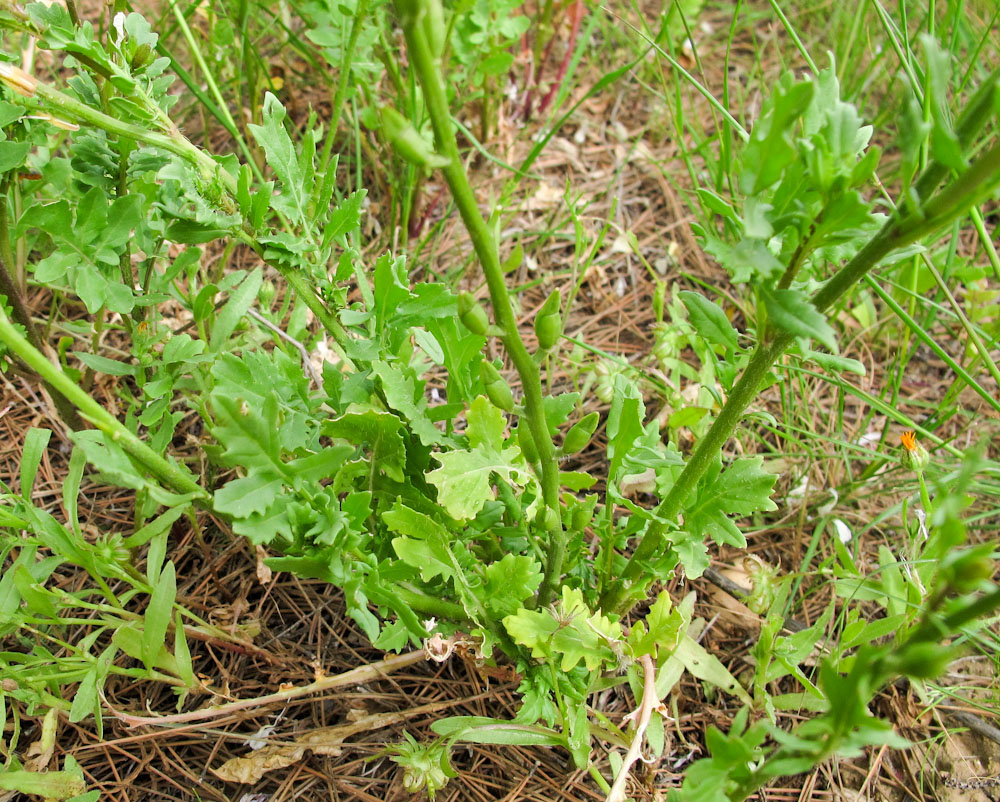 Изображение особи Eruca sativa.