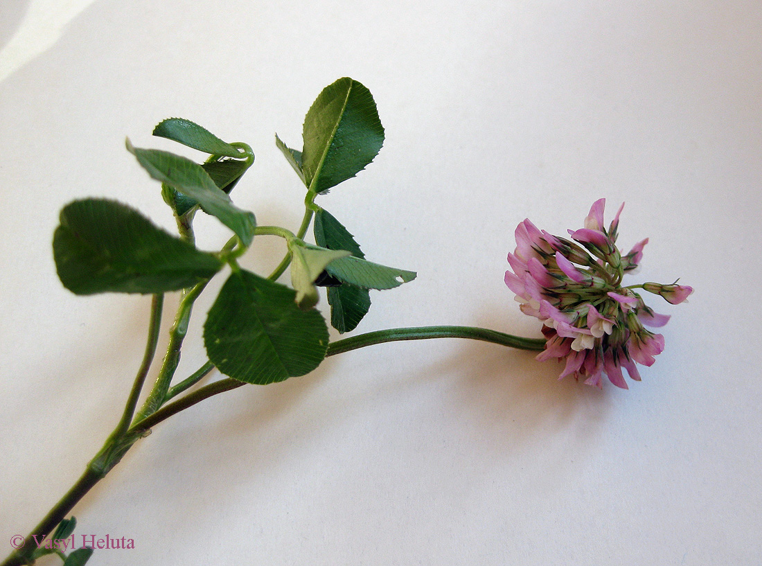 Image of Trifolium repens specimen.