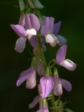 Galega officinalis