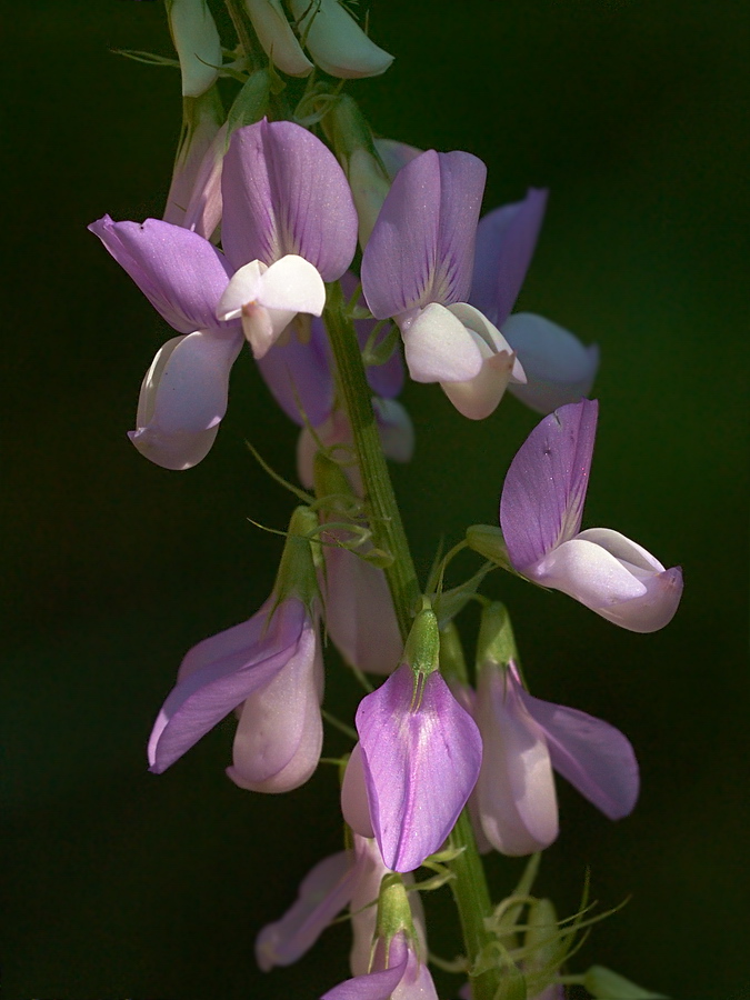 Изображение особи Galega officinalis.