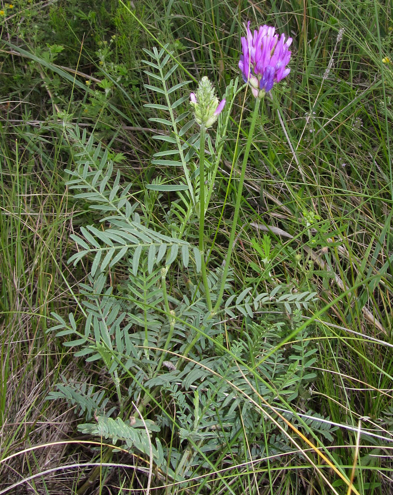 Image of Astragalus onobrychis specimen.