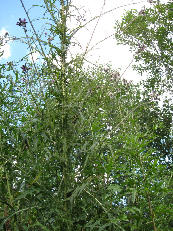 Image of Cirsium palustre specimen.