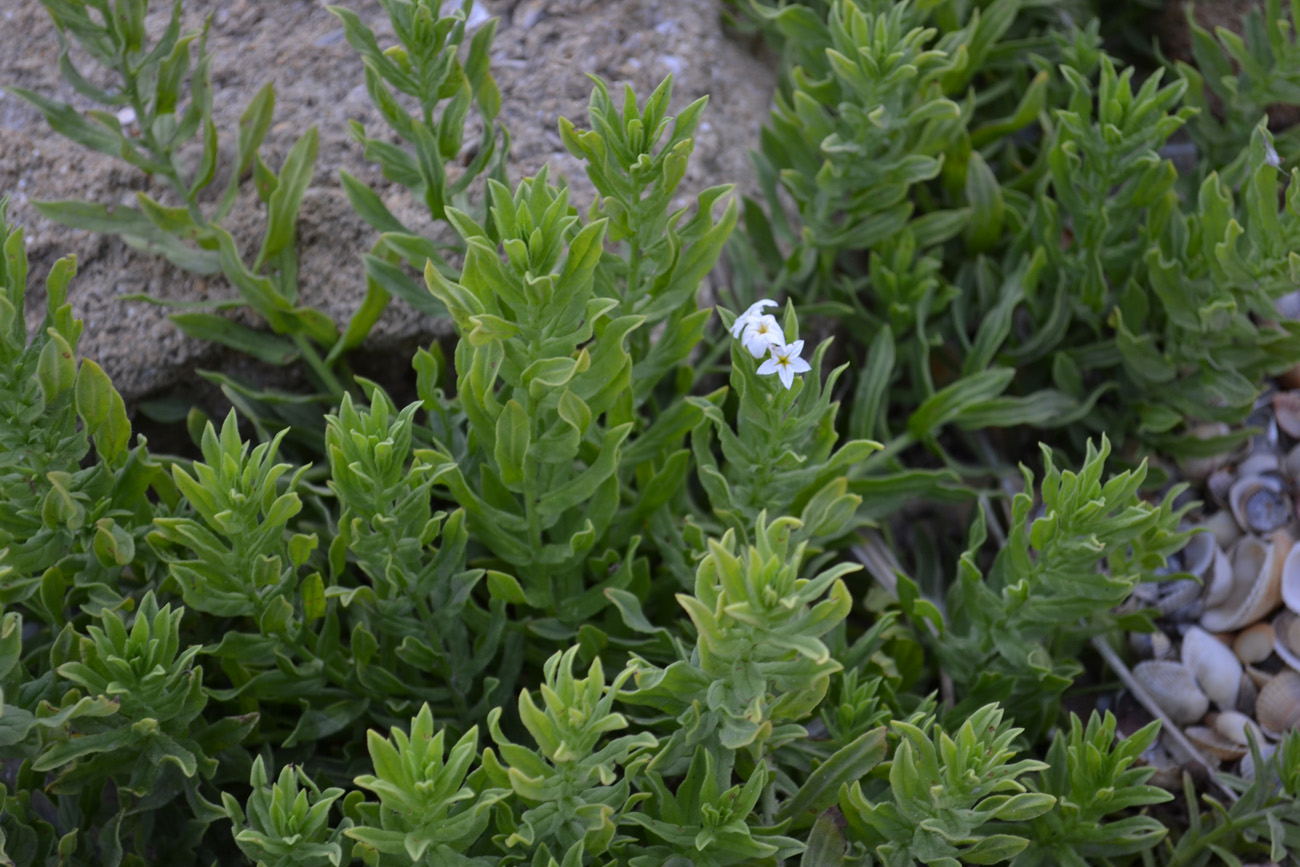 Image of Argusia sibirica specimen.