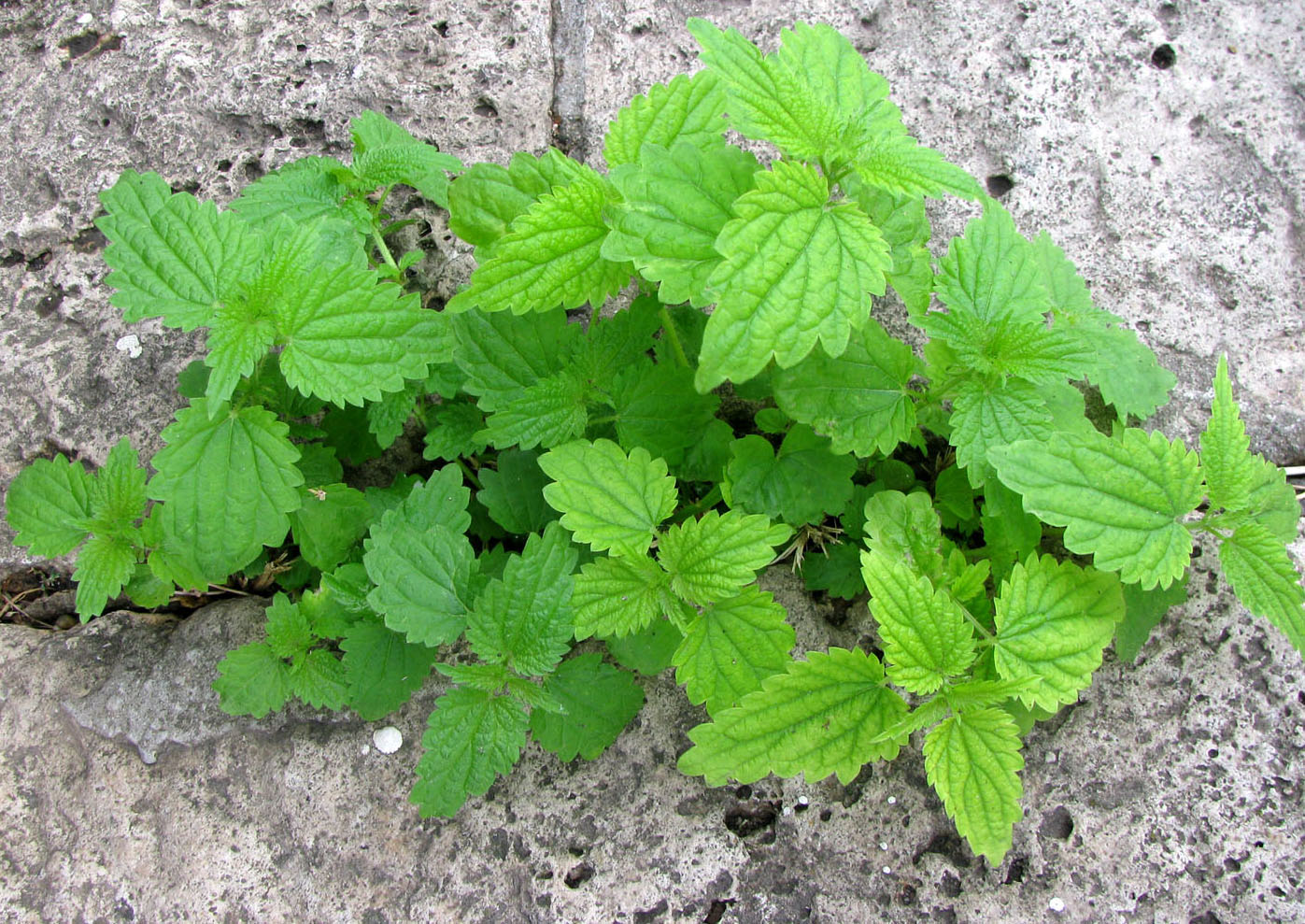 Image of Urtica dioica specimen.