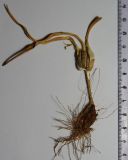 Colchicum triphyllum. Плодоносящее растение. Крым, окр. Балаклавы, высоты Кая-Баш. 21.05.2012.