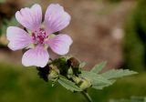 genus Althaea. Цветок. Германия, г. Krefeld, ботанический сад. 16.09.2012.