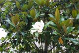 Magnolia grandiflora