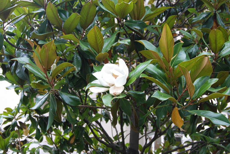 Image of Magnolia grandiflora specimen.