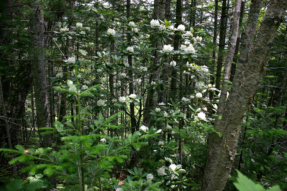 Image of Rhododendron fauriei specimen.