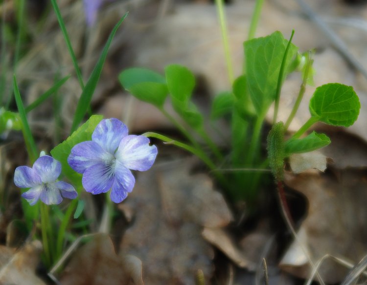 Изображение особи Viola mirabilis.