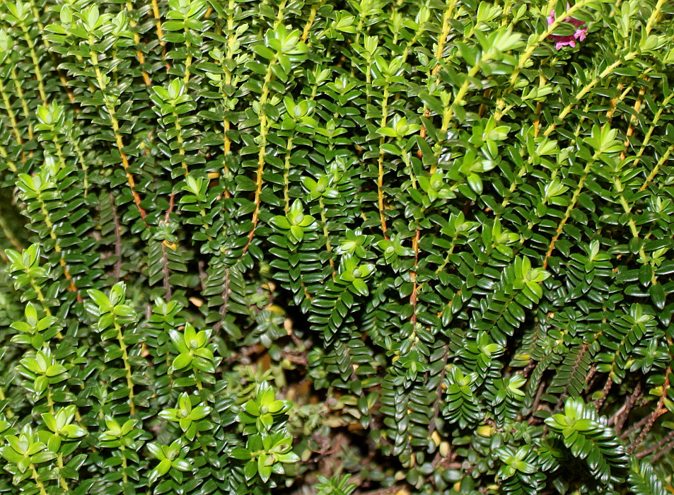 Image of Pimelea ferruginea specimen.