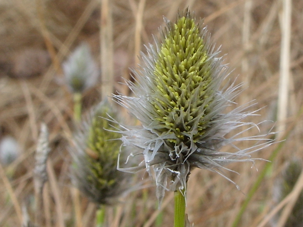 Image of Eriophorum vaginatum specimen.