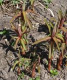 Euphorbia griffithii. Молодые побеги. Германия, г. Krefeld, ботанический сад. 20.04.2013.