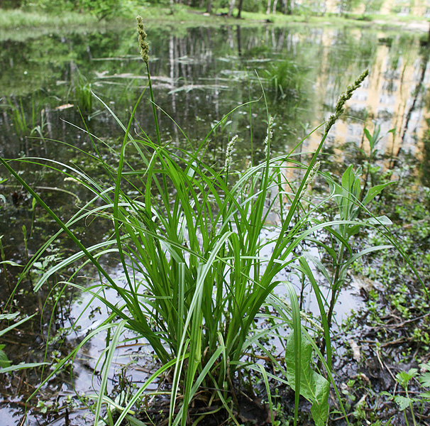 Image of Carex vulpina specimen.